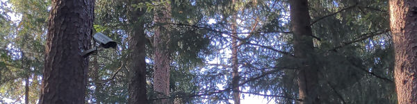 Header banner: Bavarian forest under video surveillance, 2023